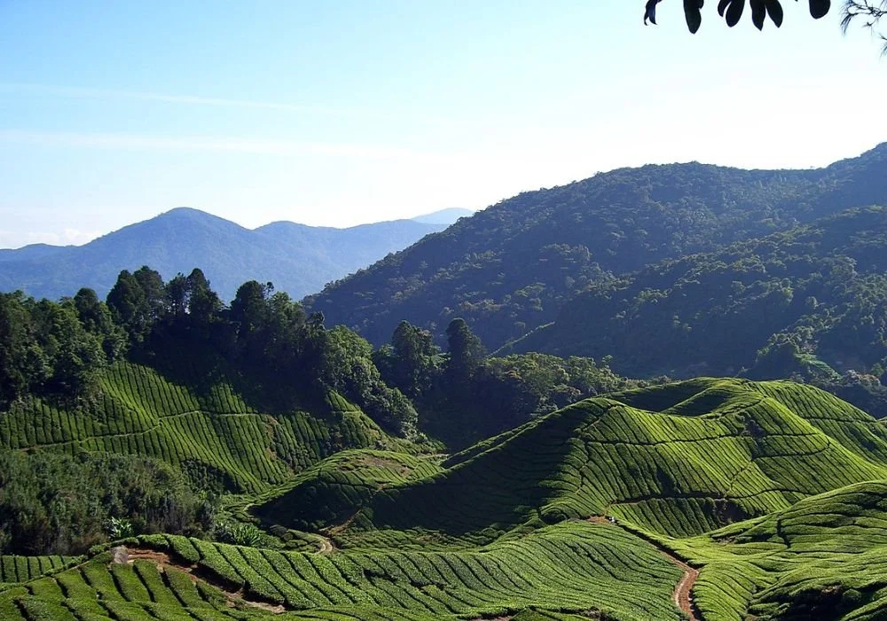 Cameron Highland